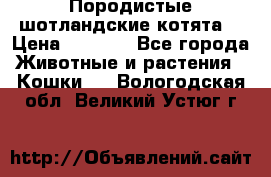 Породистые шотландские котята. › Цена ­ 5 000 - Все города Животные и растения » Кошки   . Вологодская обл.,Великий Устюг г.